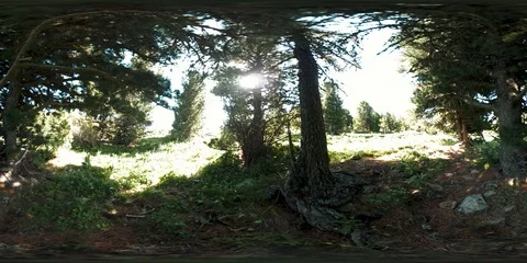 UHD 4K 360 VR of green mountain forest. Sun rays and shadow, grass and pine Stock Footage 126350400