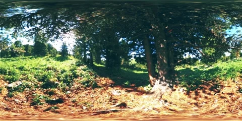 UHD 4K 360 VR of green mountain forest. Sun rays and shadow, grass and pine Stock Footage 152591377