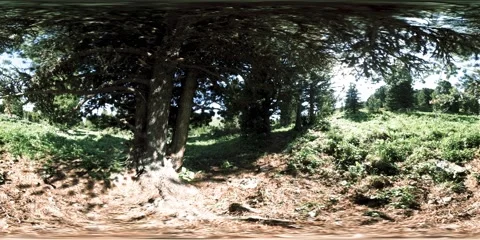UHD 4K 360 VR of green mountain forest. Sun rays and shadow, grass and pine Stock Footage 169666735
