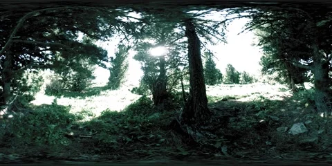 UHD 4K 360 VR of green mountain forest. Sun rays and shadow, grass and pine Stock Footage 169667002
