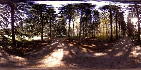 UHD 4K 360 VR Virtual Reality of a city park recreation area. Trees and green Stock Footage 86008995