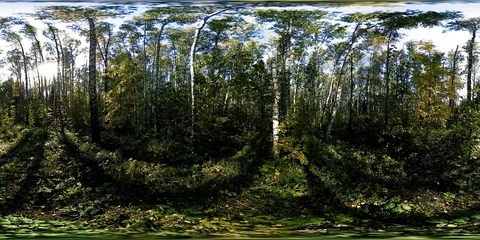 UHD 4K 360 VR Virtual Reality of a city park recreation area. Trees and green Stock Footage 86009186