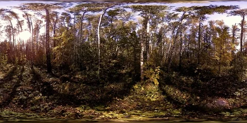 UHD 4K 360 VR Virtual Reality of a city park recreation area. Trees and green Stock Footage 86622397