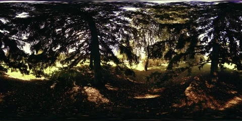 UHD 4K 360 VR Virtual Reality of a city park recreation area. Trees and green Stock Footage 169976619