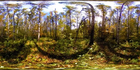 UHD 4K 360 VR Virtual Reality of a city park recreation area. Trees and green Stock Footage 169976635