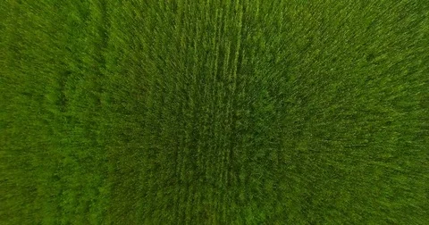 UHD 4K aerial view. Low flight over green and yellow wheat rural field. Vertical Stock Footage