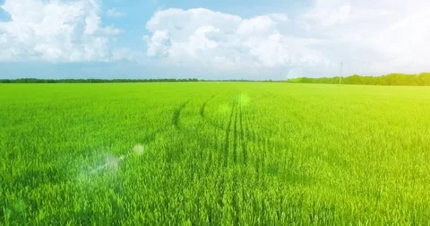 UHD 4K aerial view. Low flight over green and yellow wheat rural field Stock Footage 77461334