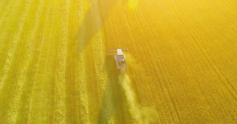 UHD 4K aerial view. Low flight over combine harvester gathers the wheat at Stock Footage