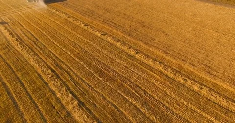 UHD 4K aerial view. Low flight over combine harvester gathers the wheat at Stock Footage 80297128