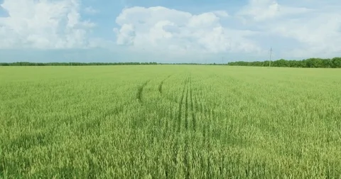 UHD 4K aerial view. Low flight over green and yellow wheat rural field Stock Footage