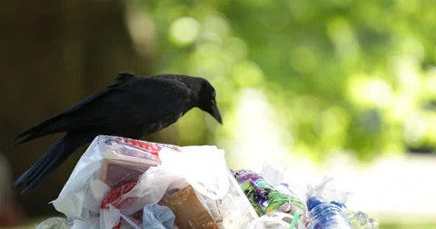 UHD 4K Black Bird Crow Raven Sitting Garbage Bags Trashcan Dumpster Overloaded Stock Footage 41854512