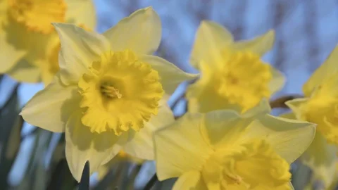 UHD 4K, Close up of a daffodil, in a flower patch, moved by the wind Video stock 126984418
