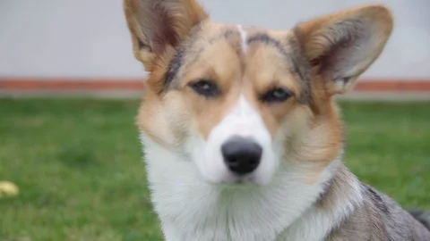 UHD 4K, Close up/medium shot Welsh Corgi staring into camera Video stock 126283374
