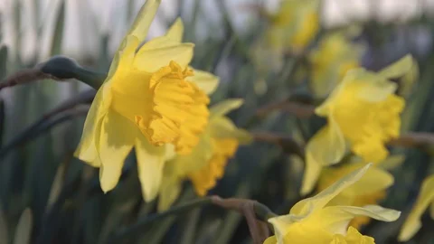 UHD 4K, Close shot of daffodils moved by the breeze Video stock 126984380