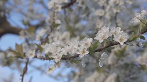 UHD 4K, Close shot of shiro plum tree flowers moved by the breeze Video stock 126984511