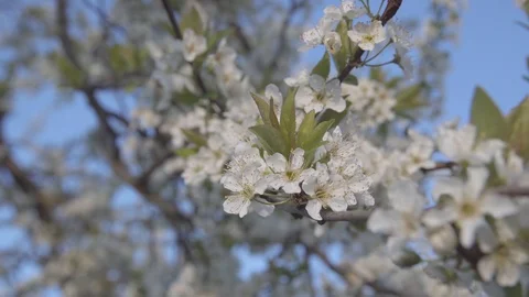 UHD 4K, Close shot of shiro plum tree flowers moved by the wind Video stock 126984554