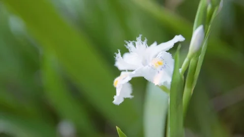 UHD 4K, Close shot of single Iris flower Stock Footage