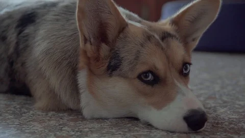 UHD 4K, Close up shot of a Welsh Corgi dog resting on the floor Video stock 126282866
