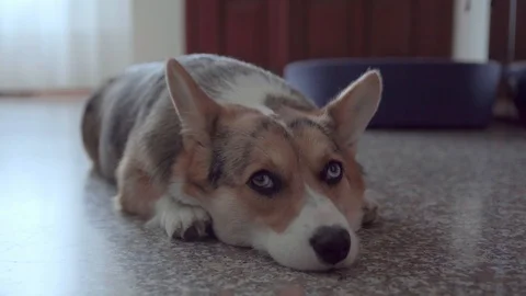 UHD 4K, Close up shot of a Welsh Corgi dog waiting on the floor Video stock 126282971