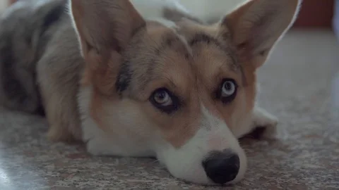 UHD 4K, Close up shot of a Welsh Corgi dog getting sleepy on the floor Video stock 126283069