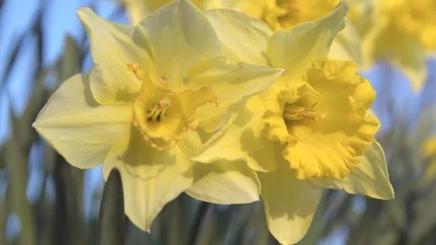 UHD 4K,  Close shot of yellow daffodils moved by the wind Stock Footage