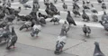 UHD 4K Flock Pigeons Bird Feeding Grey Dove Flying Street Pavement Paved Milan 4k or 4k+ Resolution