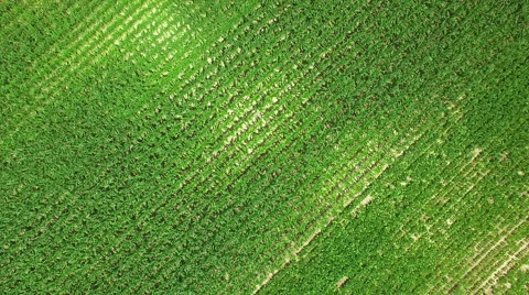 UHD Cereal fields aerial shot Stock Footage 65331813