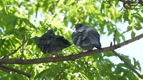 UHD closeup of the couple of pigeons on a tree Video stock 109140230