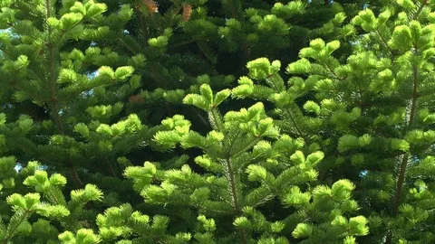 UHD closeup of the fir tree as background Stockbeeldmateriaal 109141724