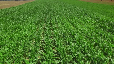 UHD Corn field aerial shot Stock-Footage 65186237