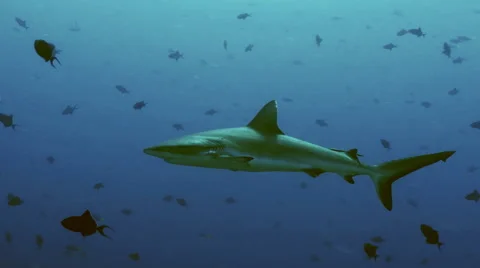 UHD grey reef shark in blue water, under water shot, Palau 스톡 동영상 47164566