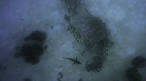 UHD Grey shark circles around school of fish, high angle shot, Palau Video stock 47163352