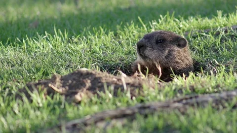 UHD Groundhog ducks back into its tunnel and then pokes his head back out Stock Footage 75084763