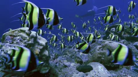 UHD huge school of tropical fish at coral reef, underwater shot, Palau Vidéo 47151805