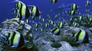 Uhd Huge School Of Tropical Fish At Coral Reef, Underwater Shot, Palau Stock Footage