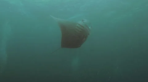 UHD manta ray loops many times, underwater shot, Palau Video stock 47139487