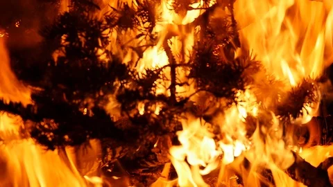 UHD slow motion of camp fire flames in a Utah national forest. Stock Footage 106790063