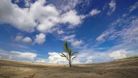 Uhd Timelaps :  Coconut palms blow with the wind on the beach with white clou Stock Footage 83402563