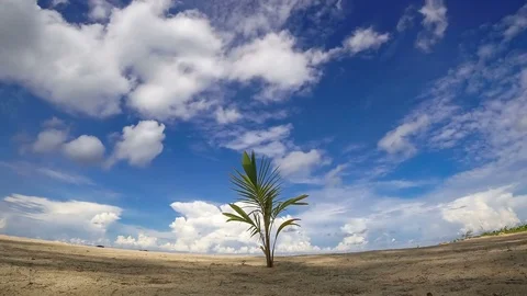 Uhd Timelaps :  Coconut palms blow with the wind on the beach with white clou Stock-Footage 83402671