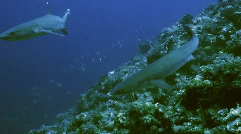 UHD two whitetip reefsharks approach on coral reef, underwater shot, Palau Stock Footage 47163572