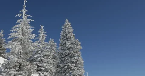 UHD Ultra HD 4K Winter Landscape, Beautiful Mountains in Cold Season Fir Tree Stock Footage 22018397
