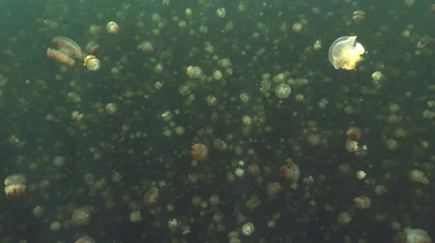 UHD under water pan shot of jelly fishes in jellyfish lake, Palau Stock Footage