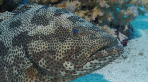 UHD underwater close up of Malabar grouper resting on sea floor Video stock 62931362