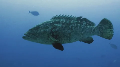 UHD underwater shot of massive Malabar grouper Stock Footage 62931015