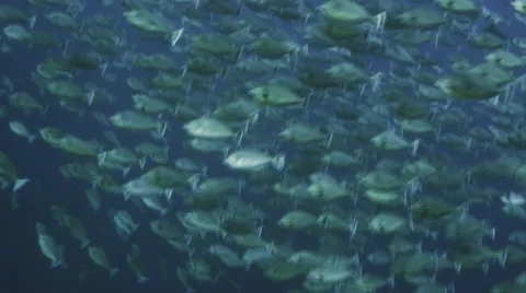UHD underwater shot of massive school of tropical fish, Red Sea Vídeo Stock 62910650