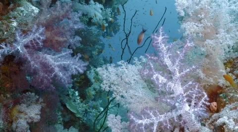 UHD underwater shot of soft corals in coral reef, Red Sea Stock Footage 62865230