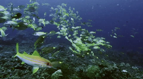 UHD various tropical fish schooling together, underwater shot, Palau Video stock 47139878
