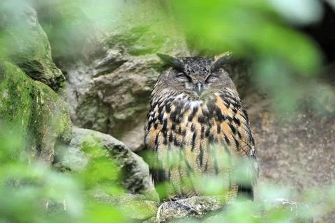  Uhu Eurasian Eagle-Owl observed his surroundings. Bubo bubo , Uhu im Vers... Stock Photos