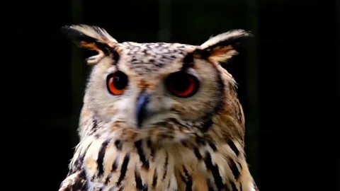 Uhu owl bird Video stock 270089223