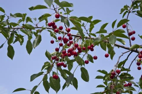 Uicy red cherry on the branches of a tree against the sky Stock Photos